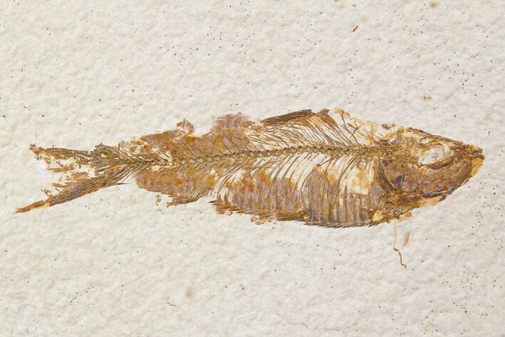 Bargain, Fossil Fish (Knightia) - Wyoming #89169